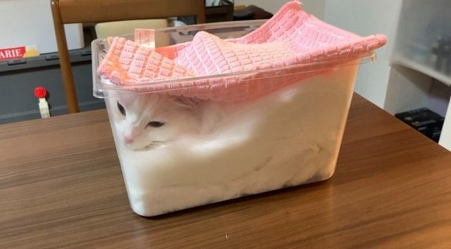 Waiting for bread dough to...