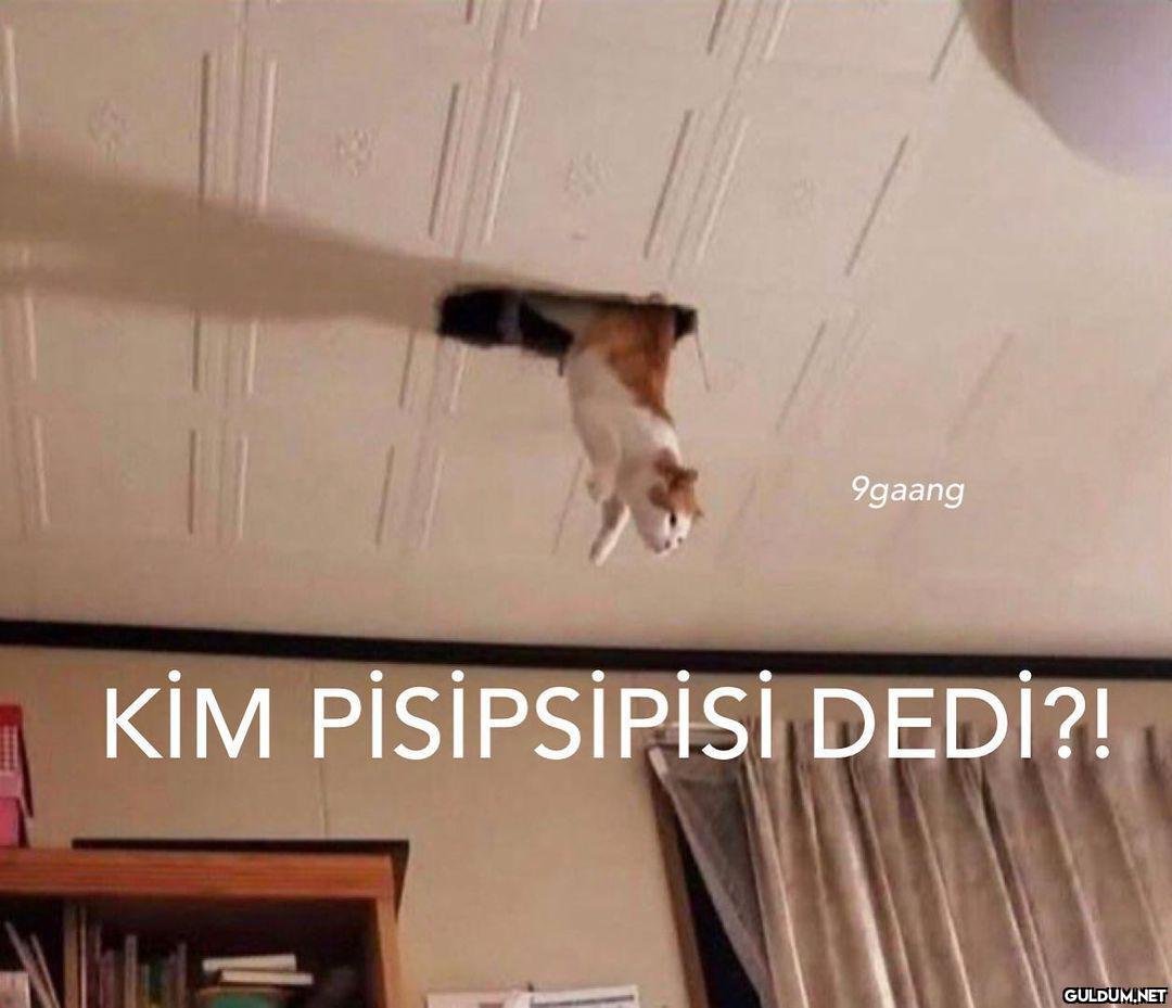 pisipispsipisi  9gaang KİM...