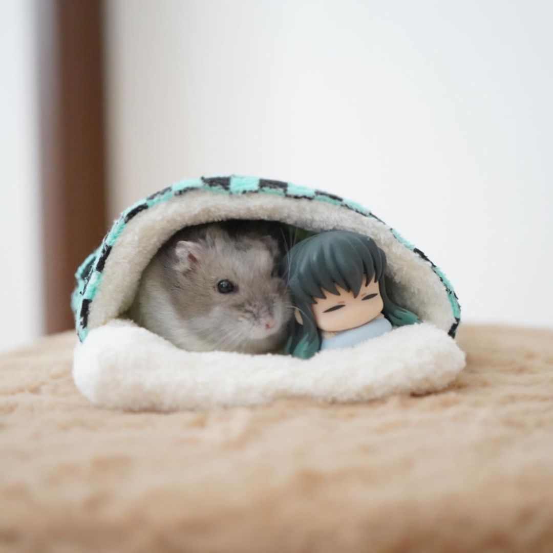 Naptime with Muichiro💤
📸...