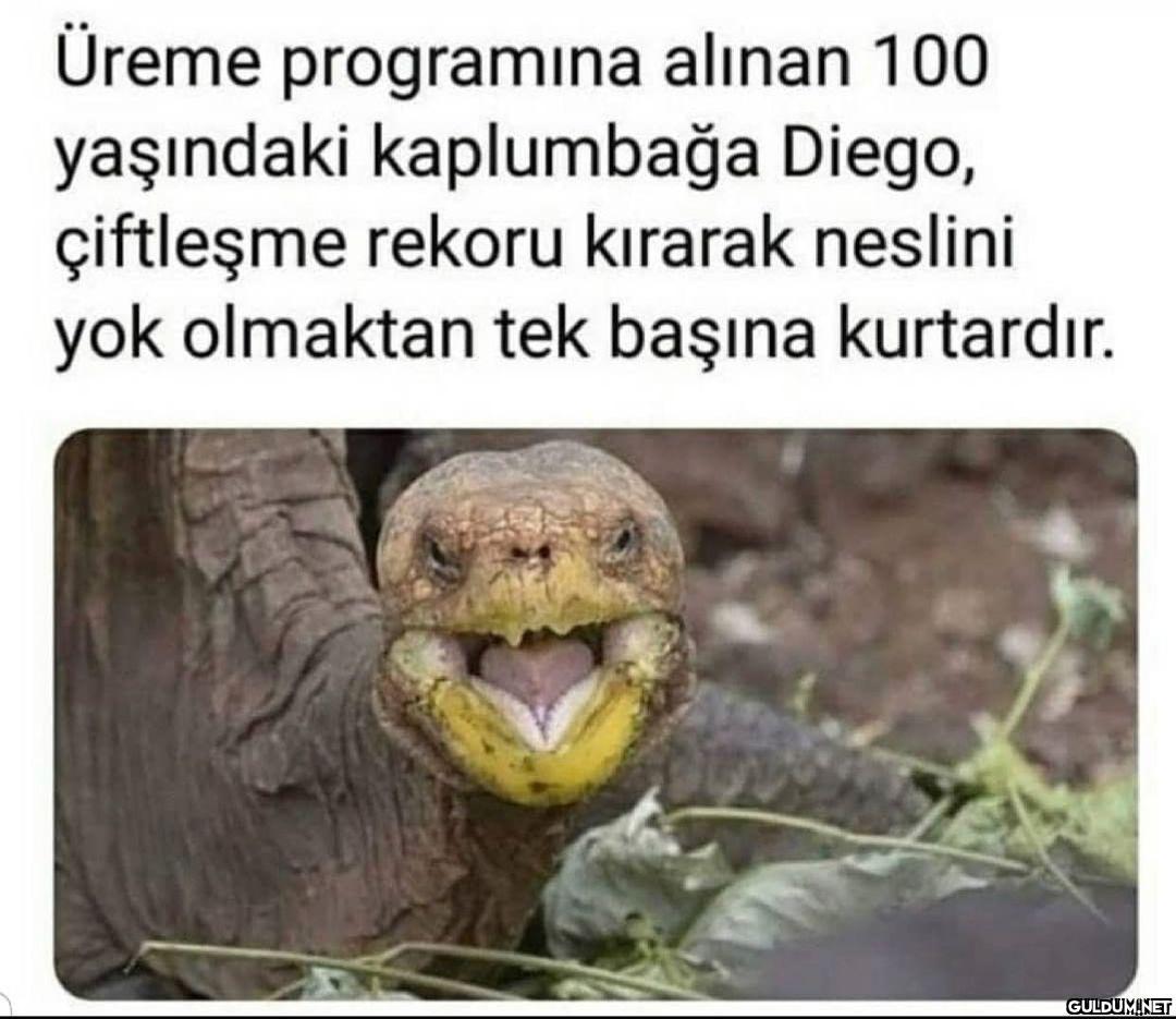 Zafer gülüşü :d  Üreme...