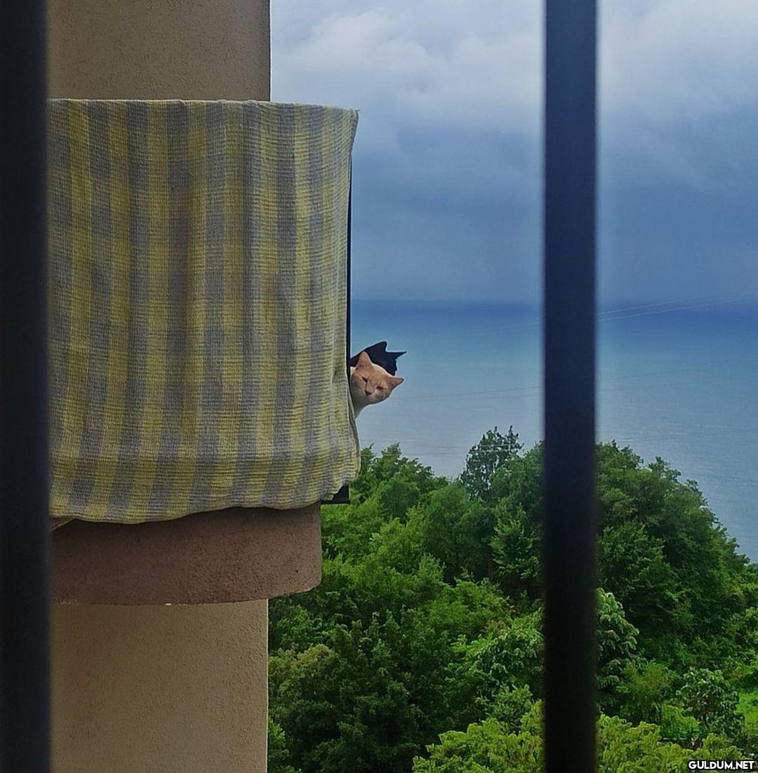 sapık kedyler  herrera...