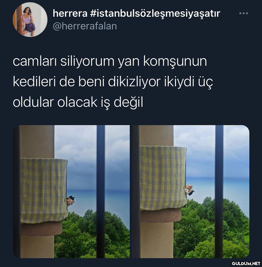 sapık kedyler  herrera...