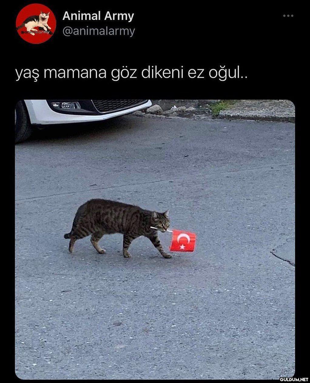 Animal Army eaninatarmy...