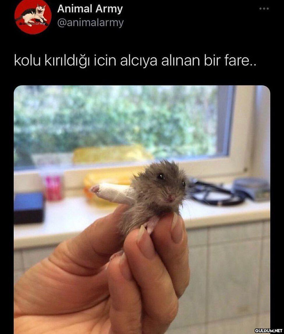 tipe bakınn  Animal Army...