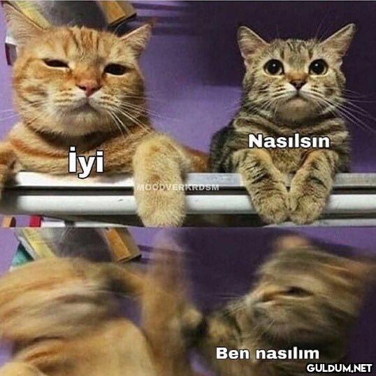 Nasılsın iyi MOODVERKRDSM...