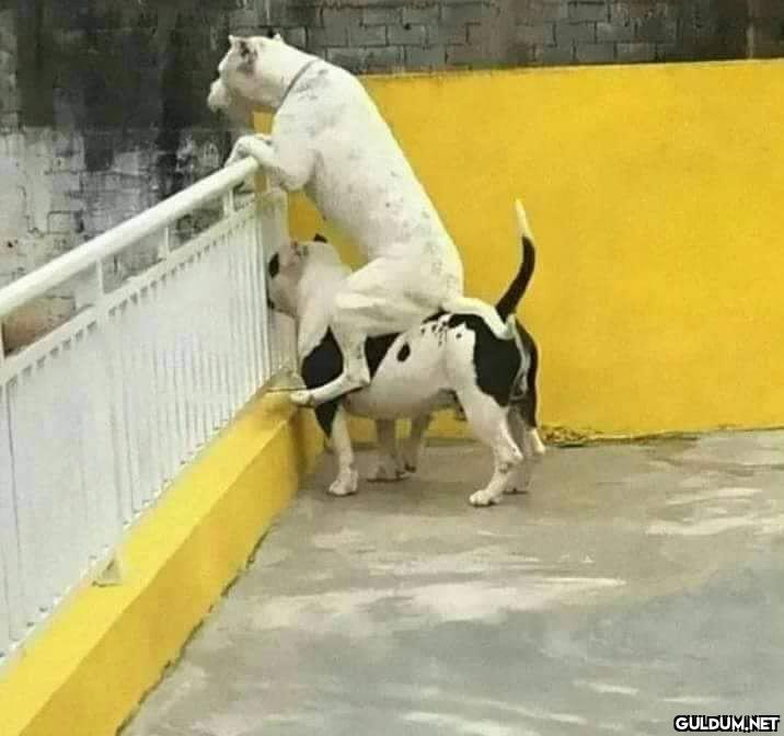 Koca götlü dayanışması 🐶  Kaynak