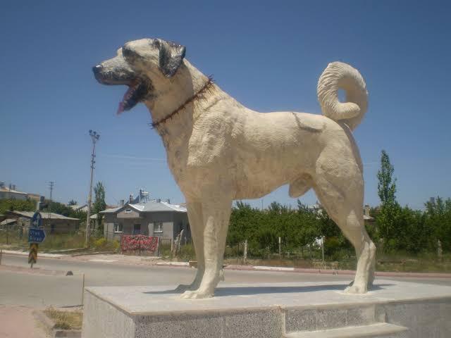 Kangal Köpeği Heykeli /...
