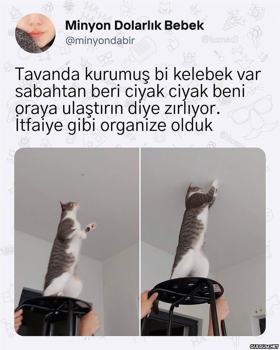 kediler yormayın be,...