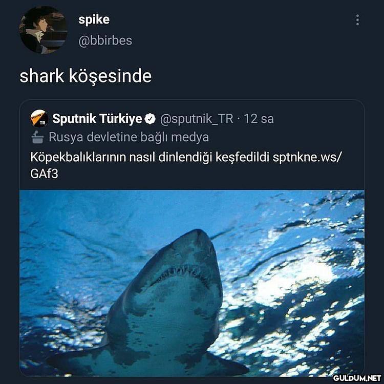 spike @bbirbes shark...