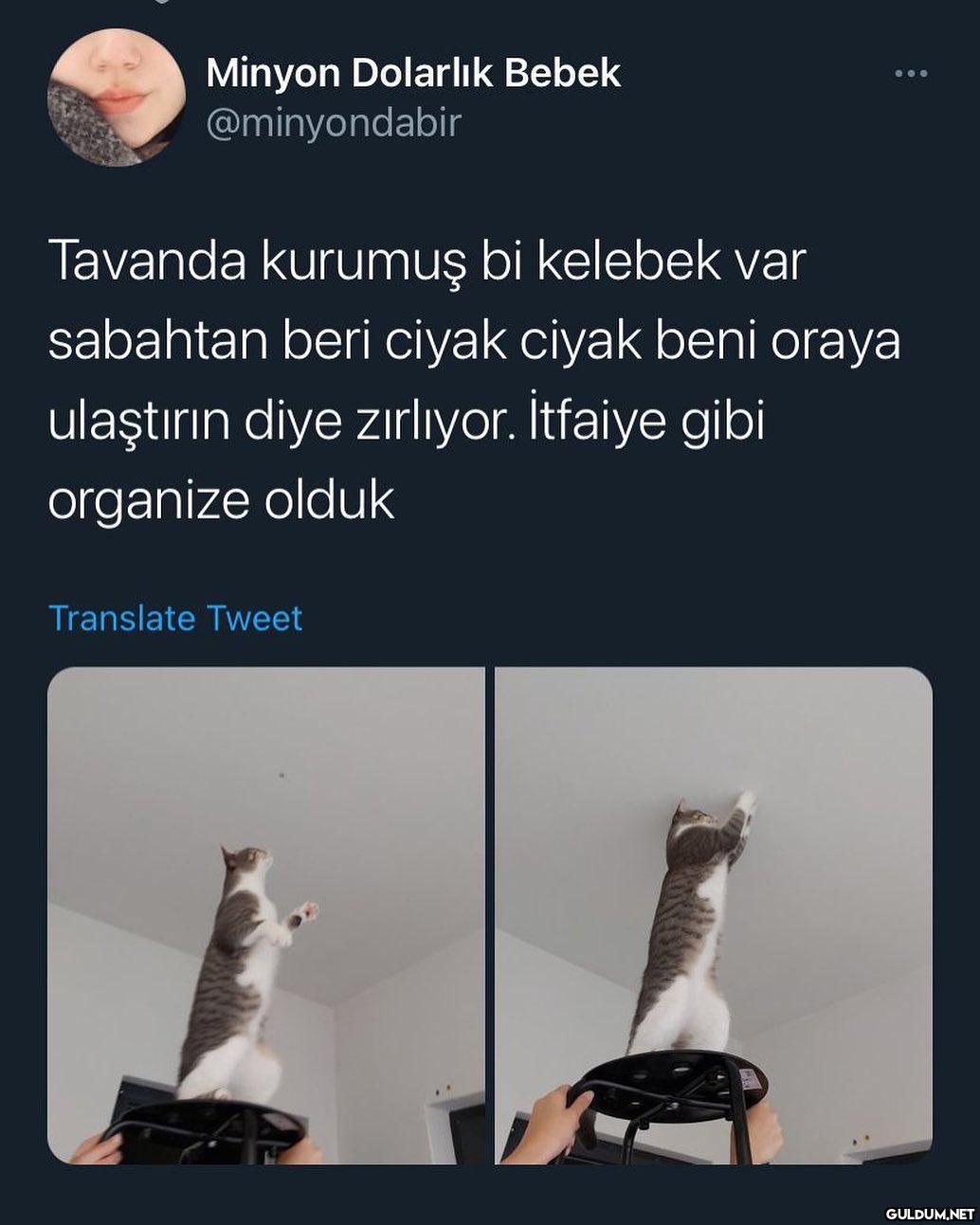 Minyon Dolarlık Bebek...