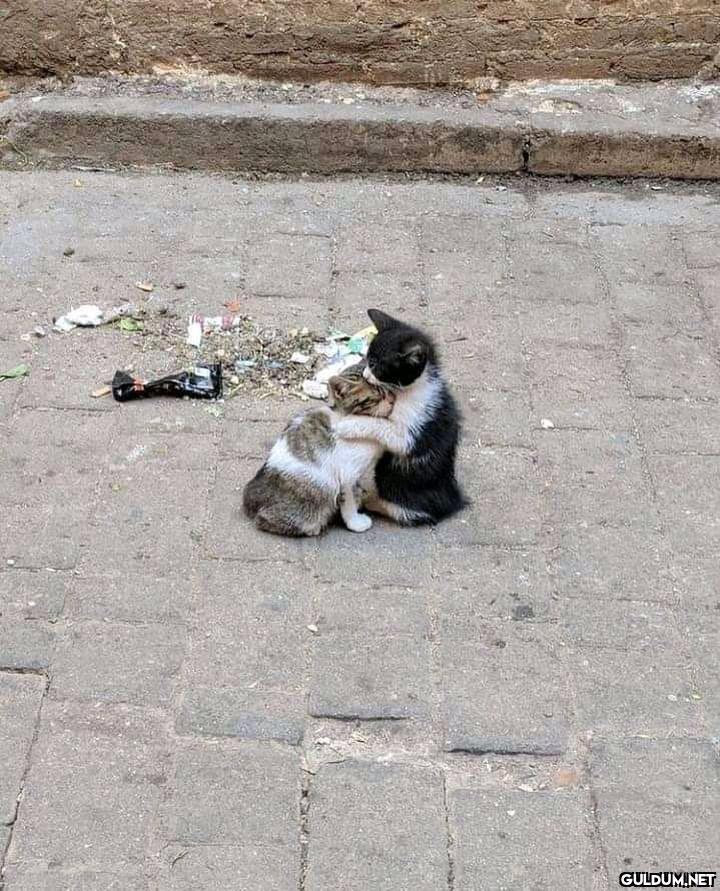Günaydın..  Kaynak