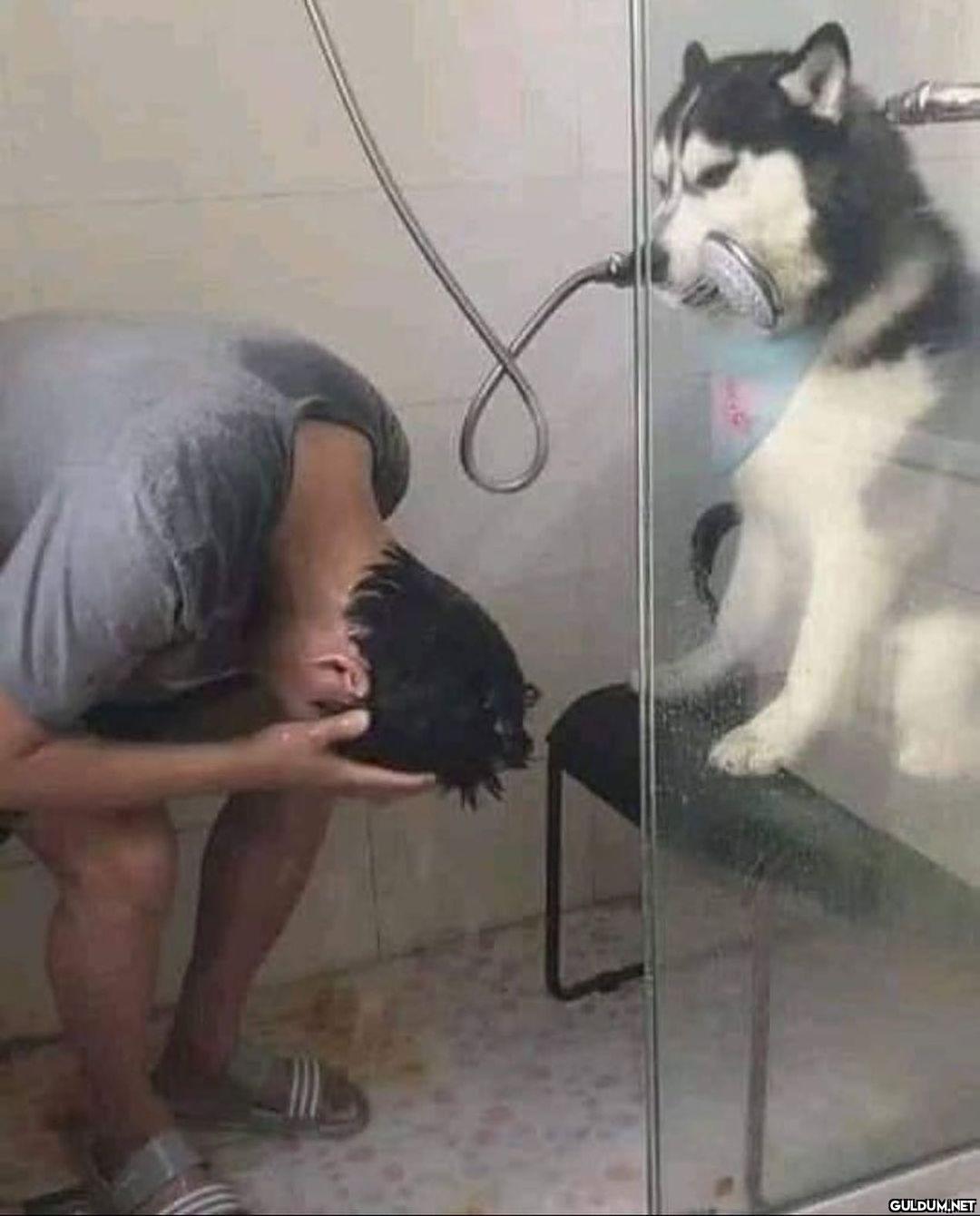 İdeal ev arkadaşlığı  Kaynak