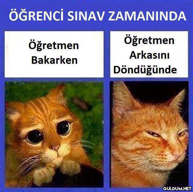 Asla şaşmaz asdjdjajs   ...