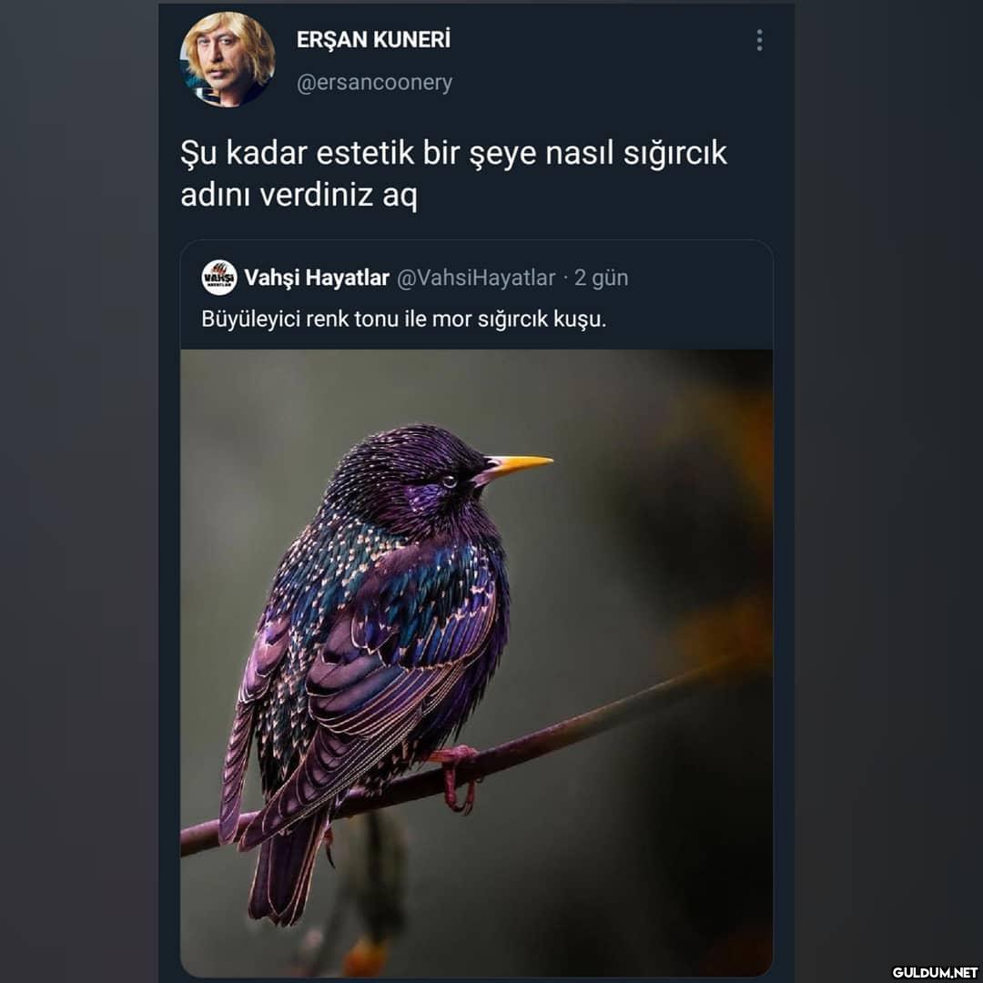 Nasıl verdiniz lann  ERŞAN...