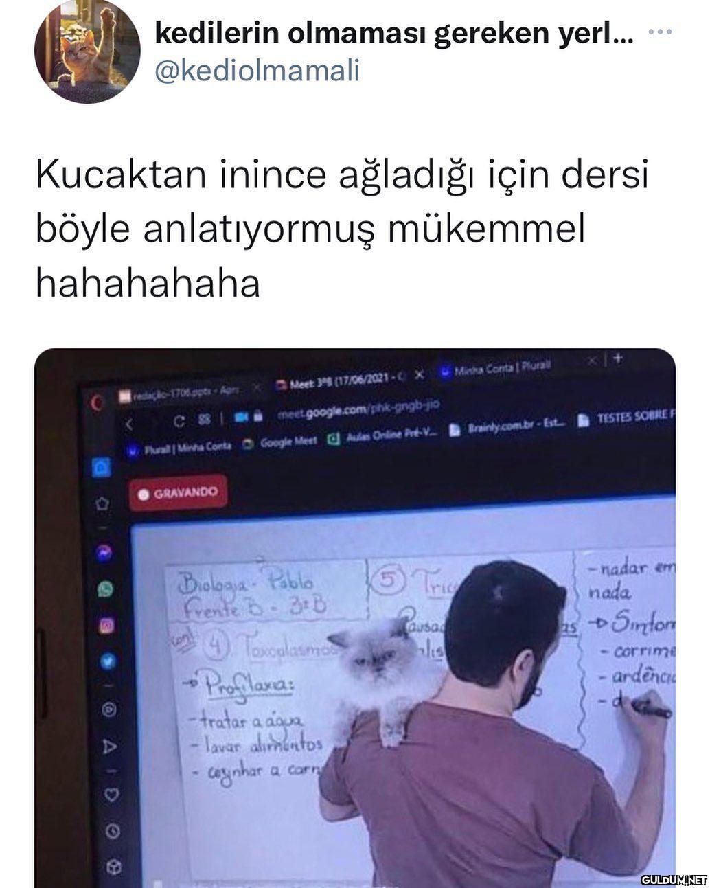 cok tatlı  kedilerin...