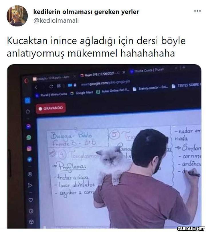 kedilerin olmaması gereken...