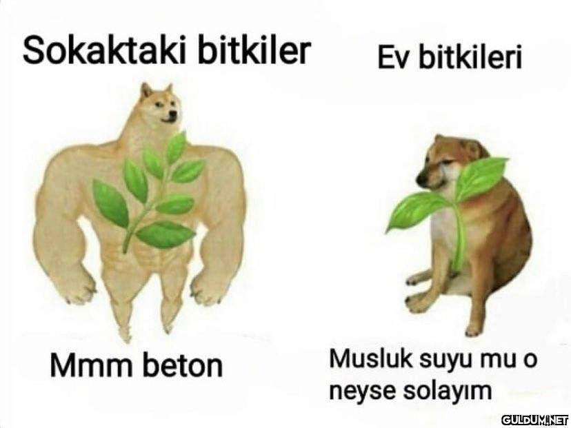 1000 yıl susuz çölde...