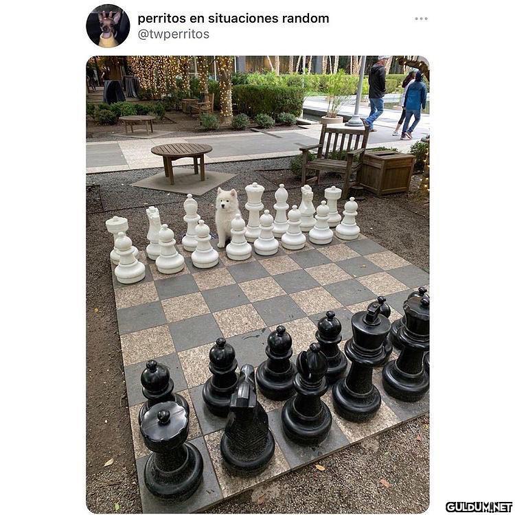 perritos en situaciones...
