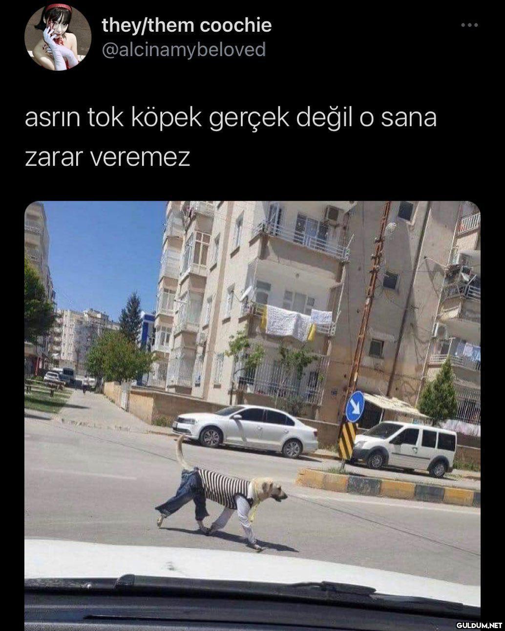 asrın dog  they/them...