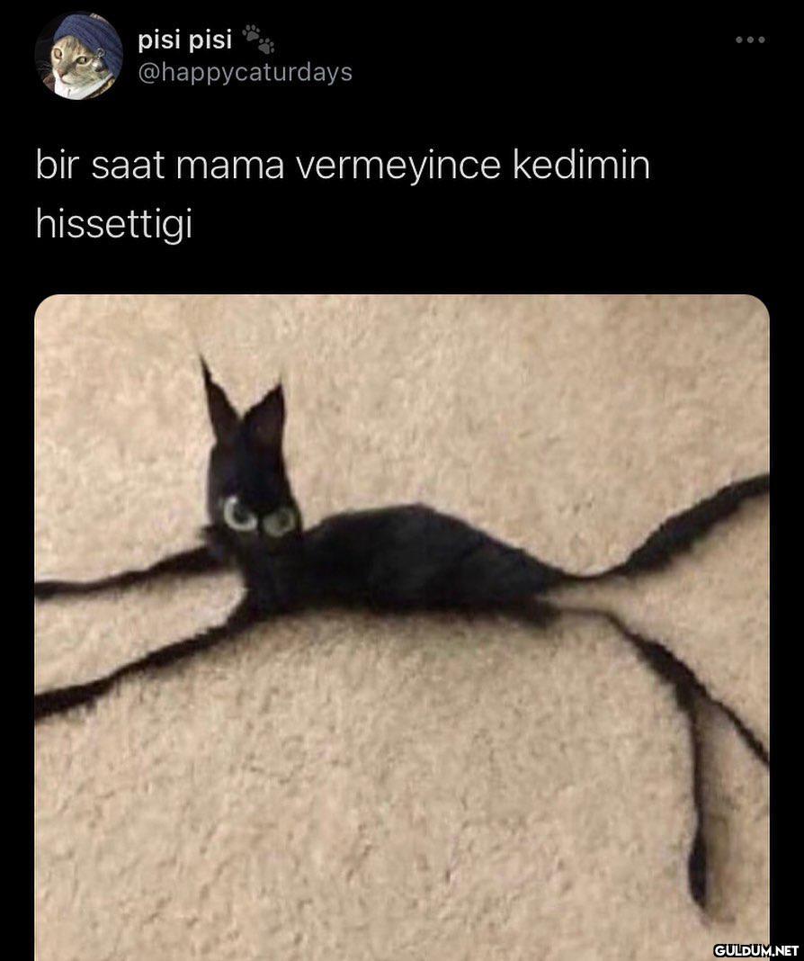 pisi pisi @happycaturdays...