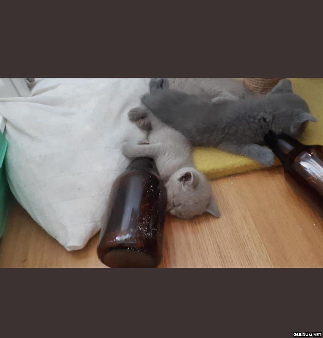 günaydın, güne bu kedyler...