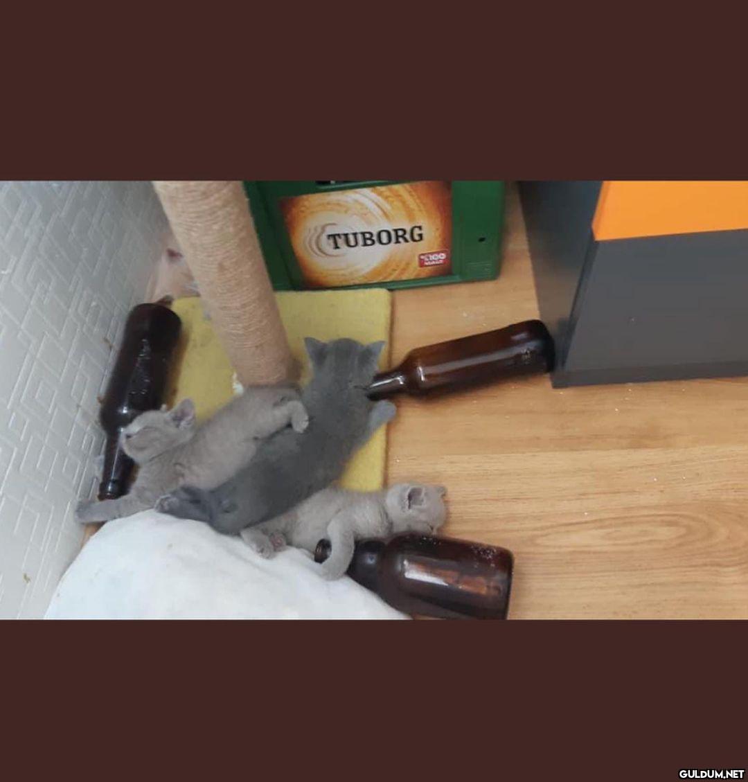 günaydın, güne bu kedyler...