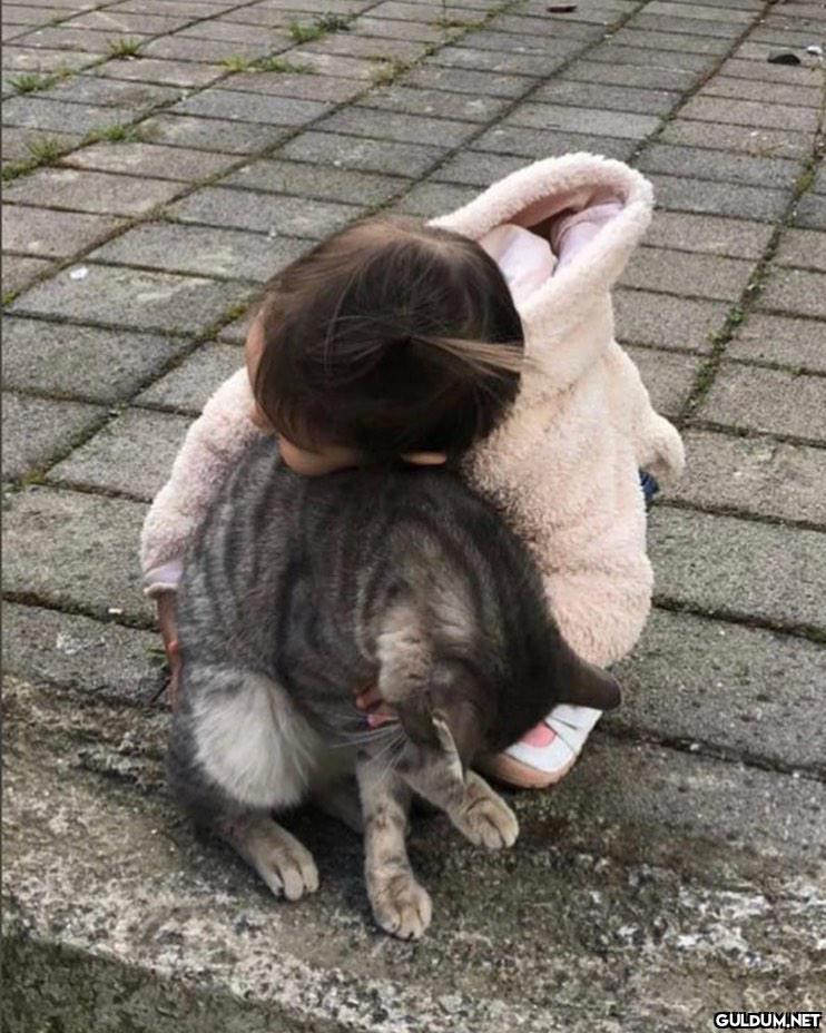 Dısarıda her kedi...