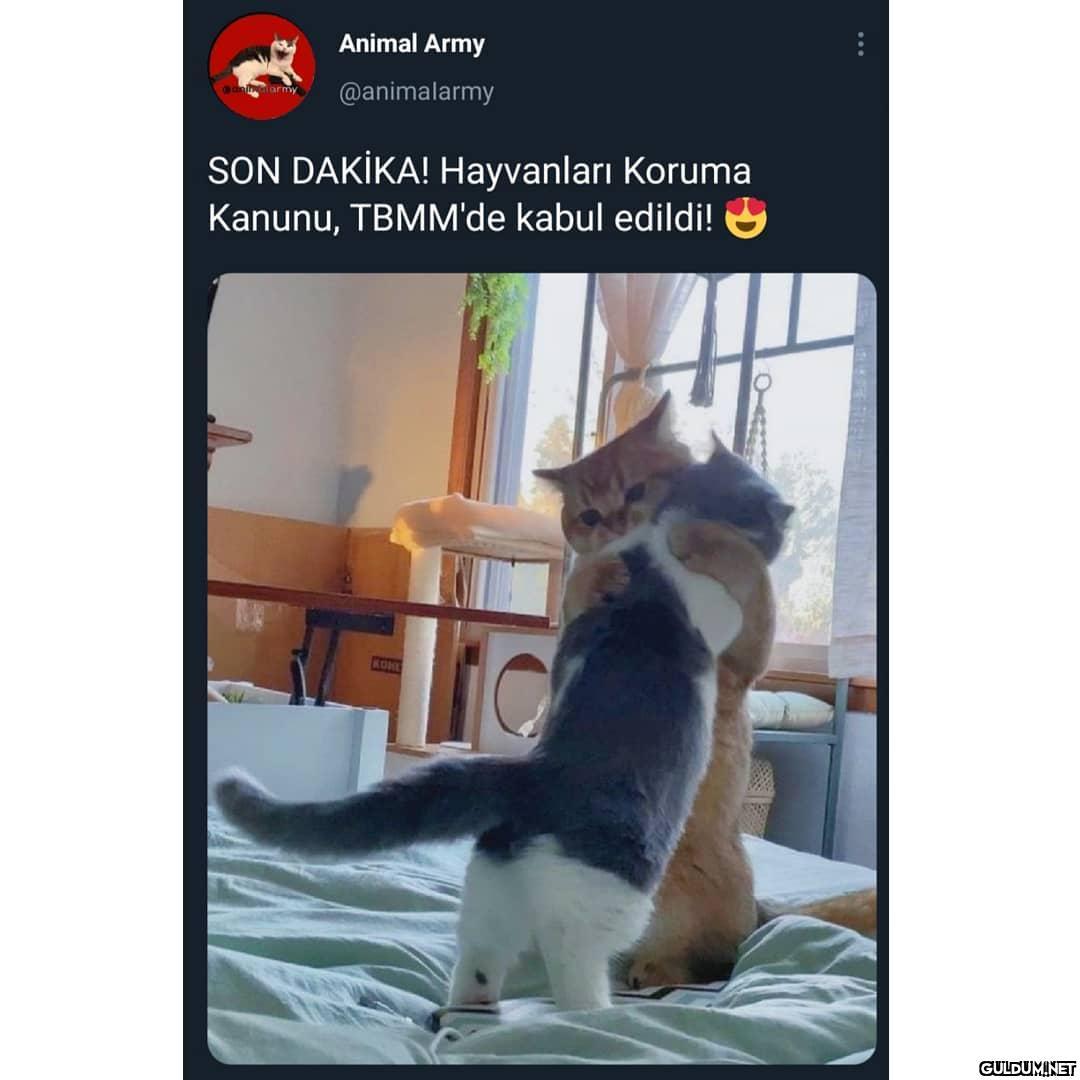 " Sonunda be  Animal Army...