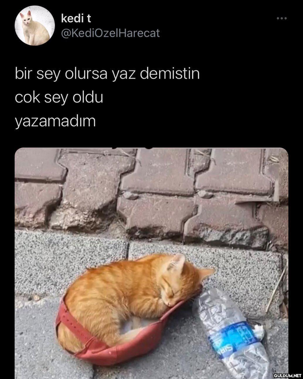 " kedi t @KediOzelHarecat...
