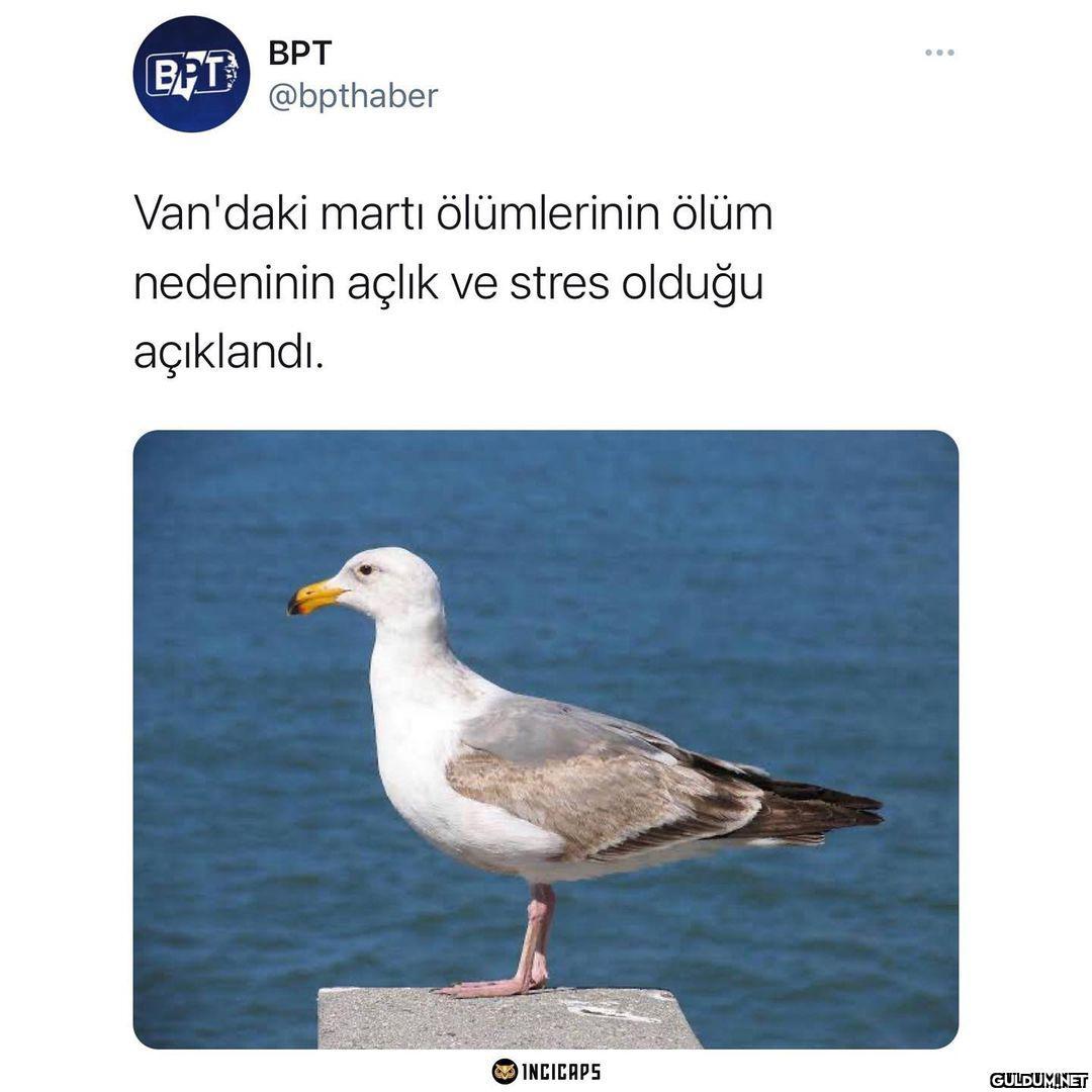 " ülkenin martısı bile tc...