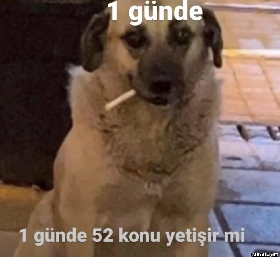 1 günde 1 günde 52 konu yetişir mi