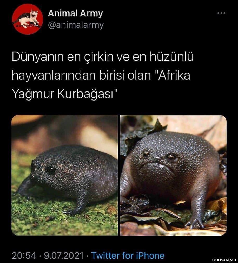 " Çko kötüym  Animal Army...