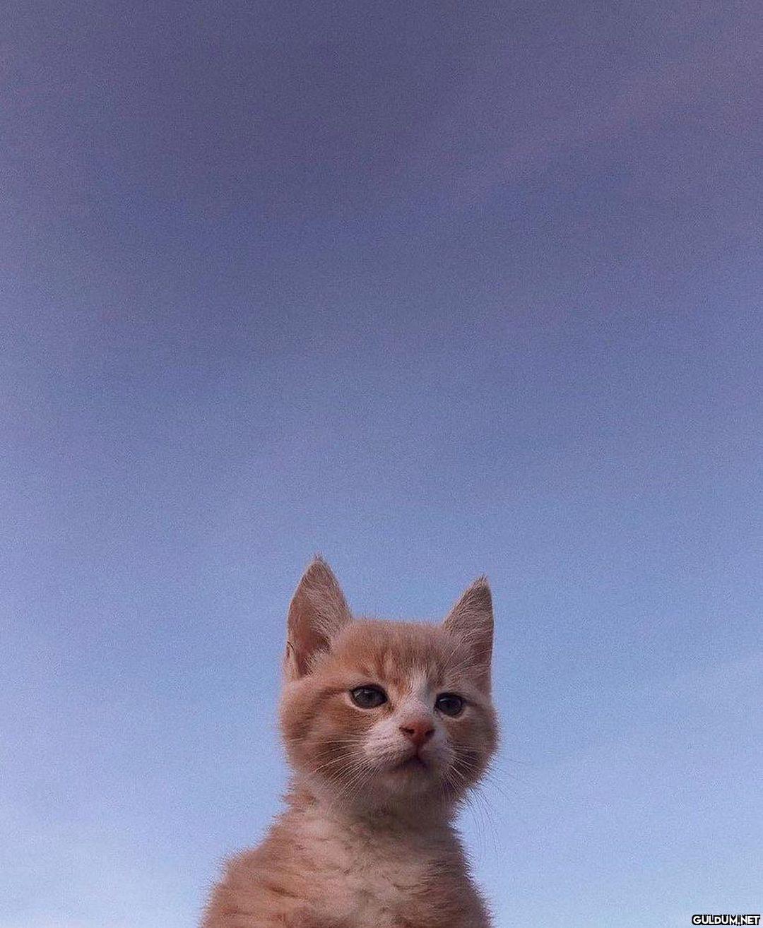 " günaydın güne tatlı...
