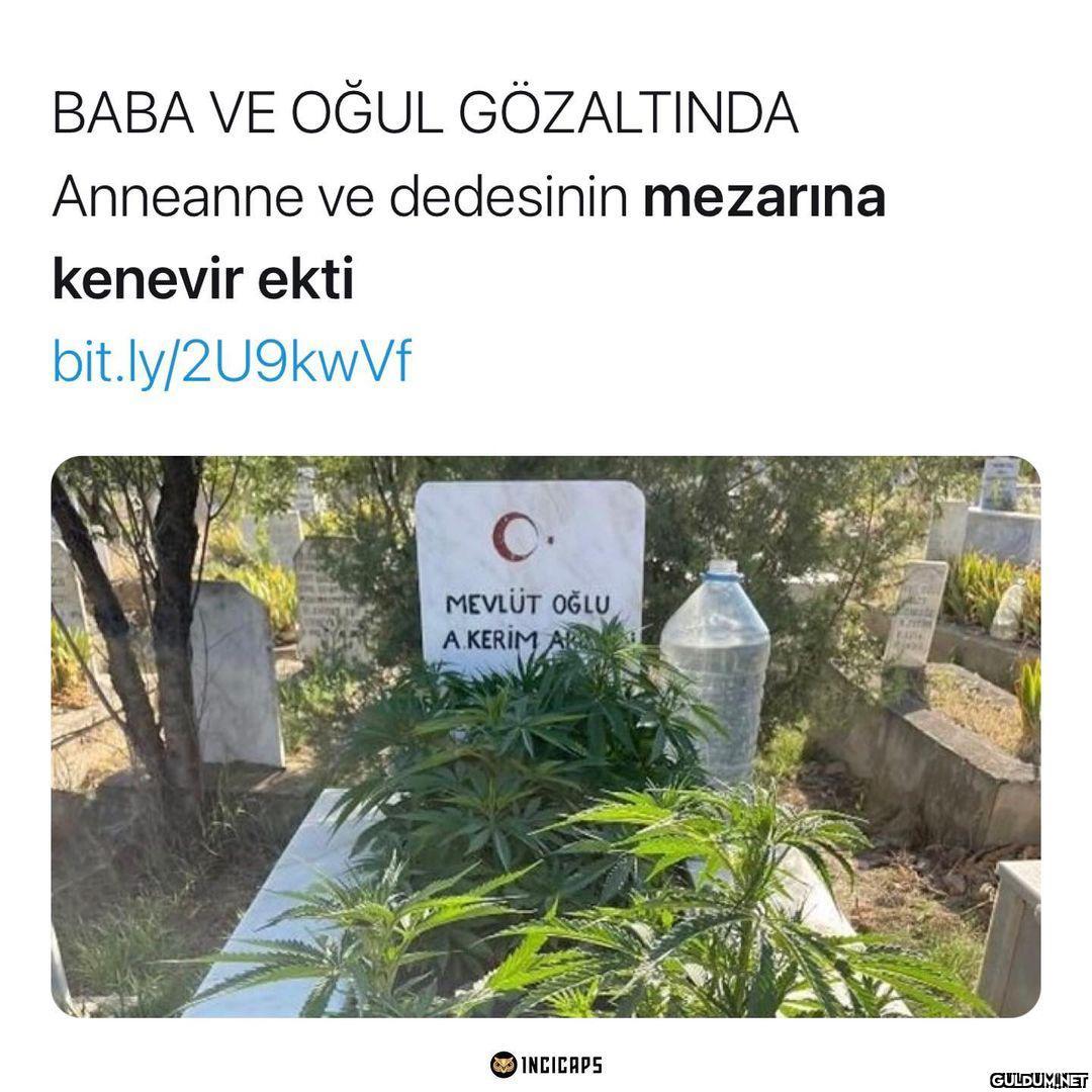 " Torun: huzur içinde...
