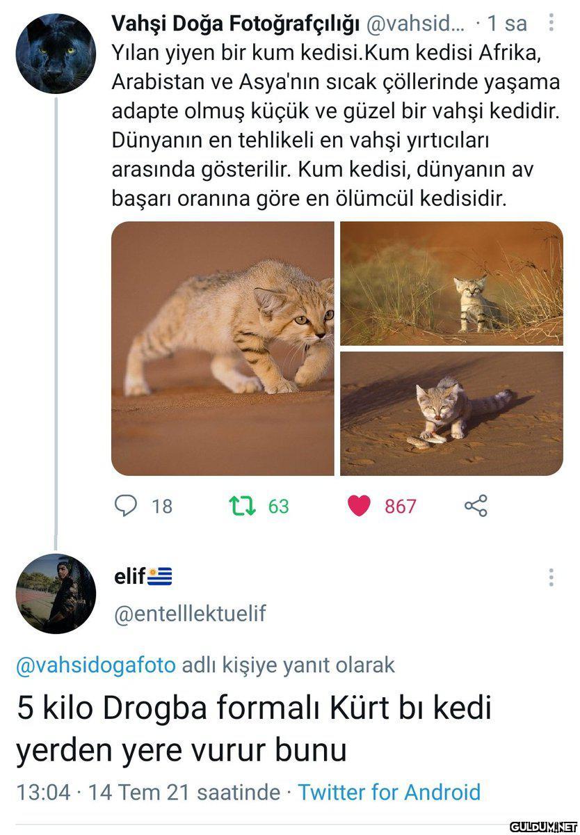 " Vahşi Doğa...