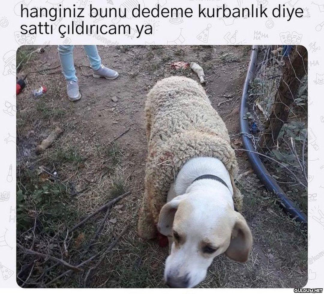 Bu sene pek deri çıkmadı...