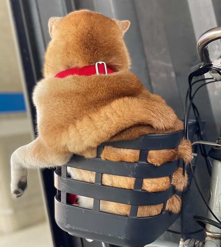 Doge.zip 📸  @unihalo -...