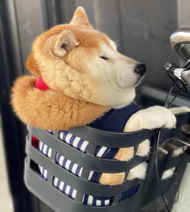 Doge.zip 📸  @unihalo -...