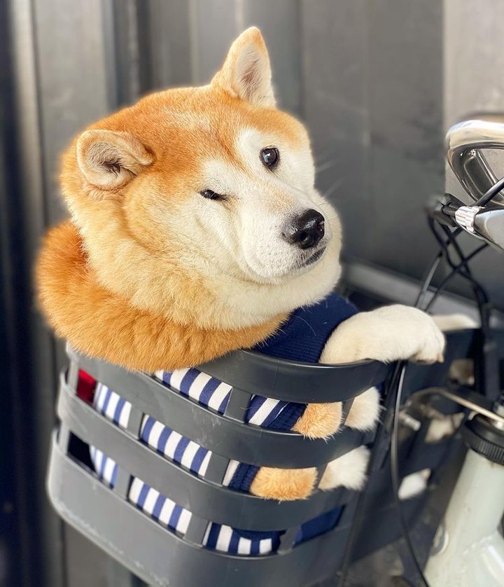 Doge.zip 📸  @unihalo -...