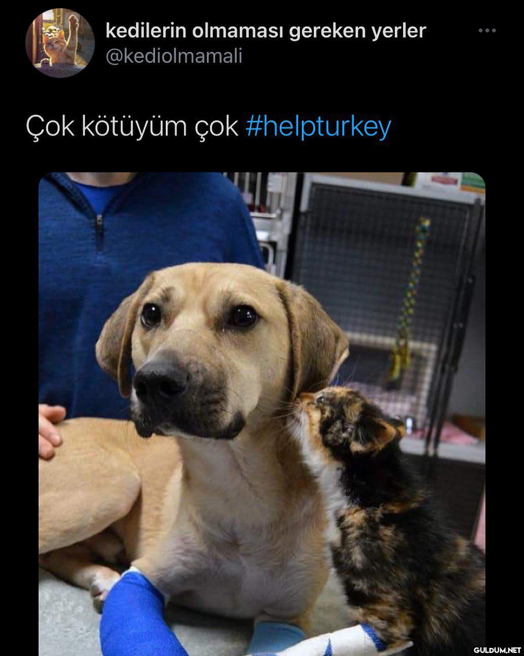 kedilerin olmaması gereken...