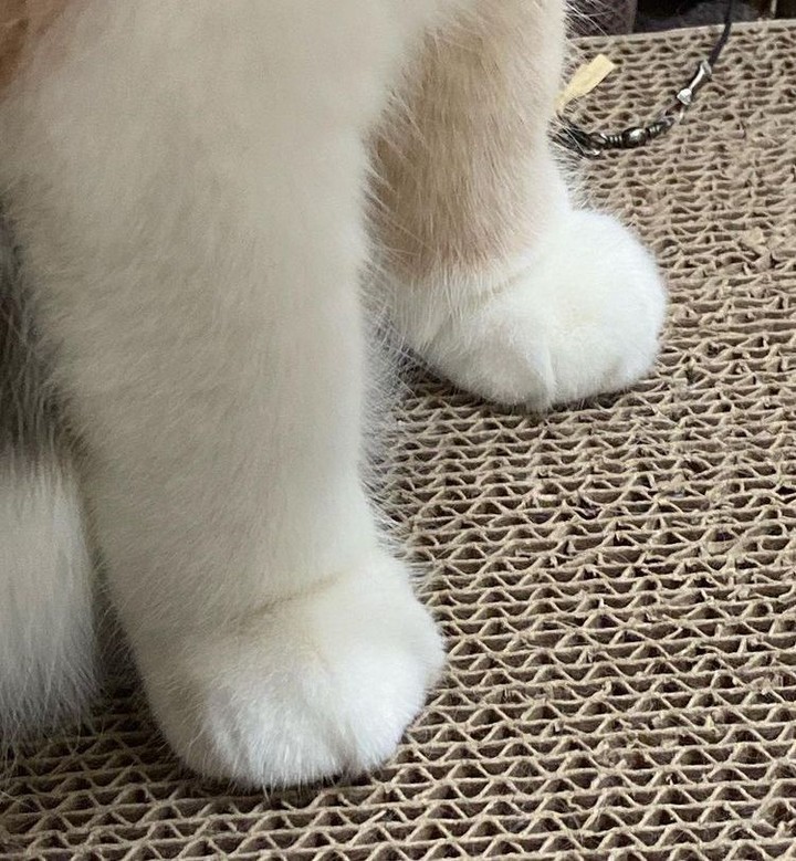 Paws!!🐾🧡 by @magodiary0112...