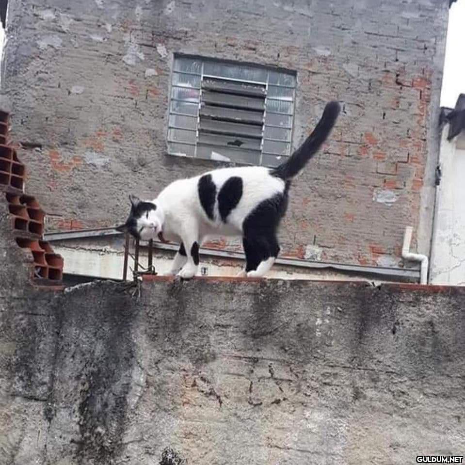 pantolonlu, kâküllü ve...