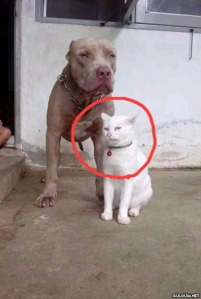 Şu duruşa bak biri şuna...