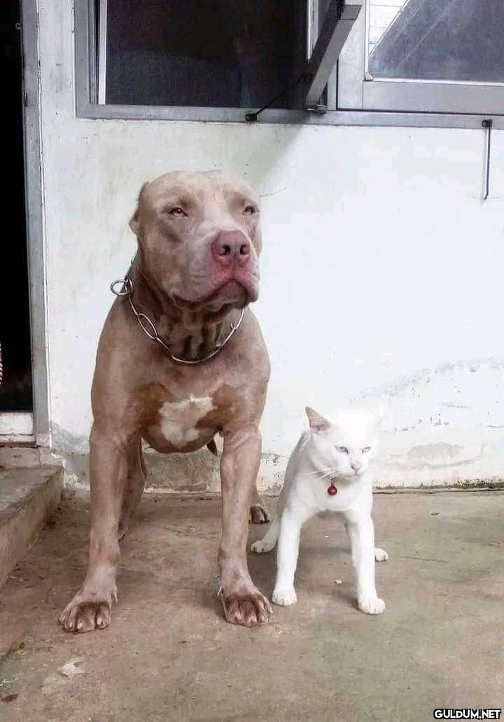 Şu duruşa bak biri şuna...
