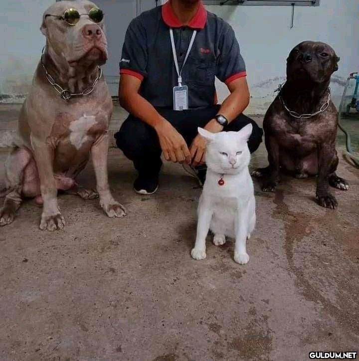 Şu duruşa bak biri şuna...
