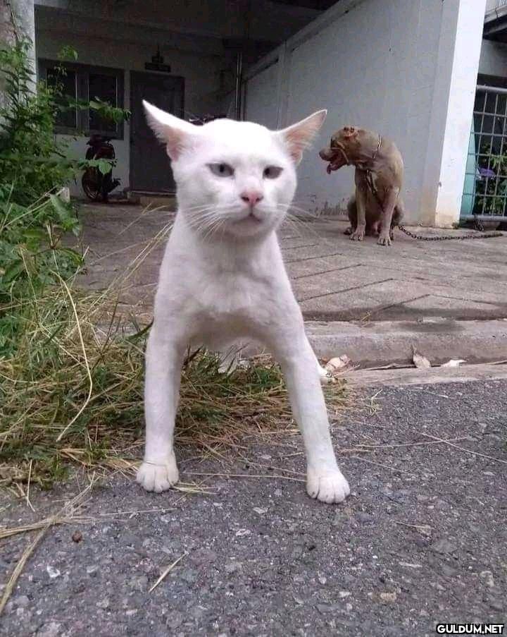 Şu duruşa bak biri şuna...