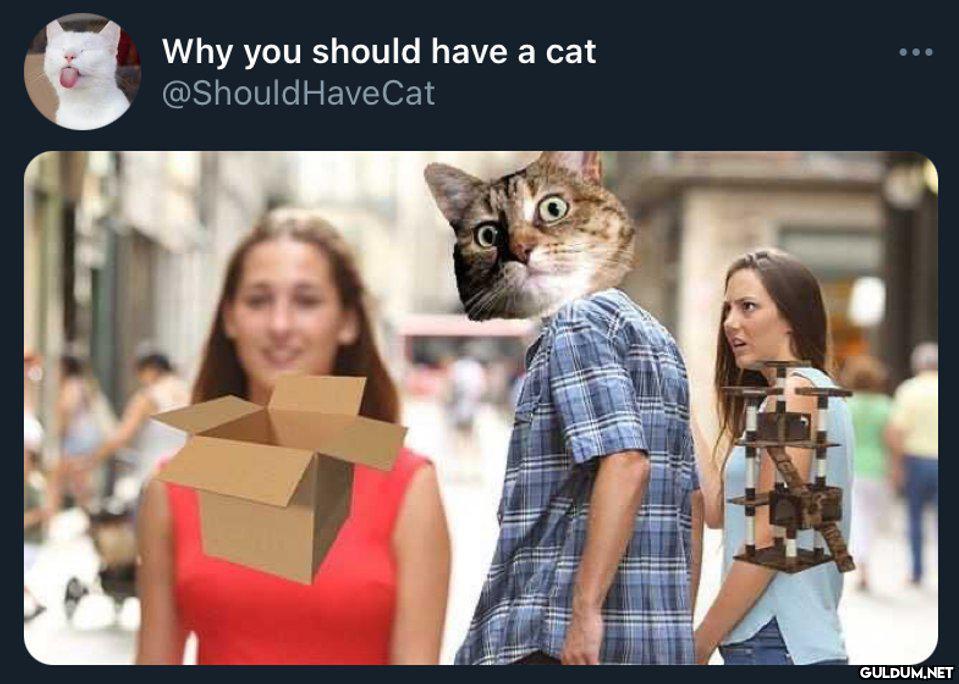 Why you should have a cat...
