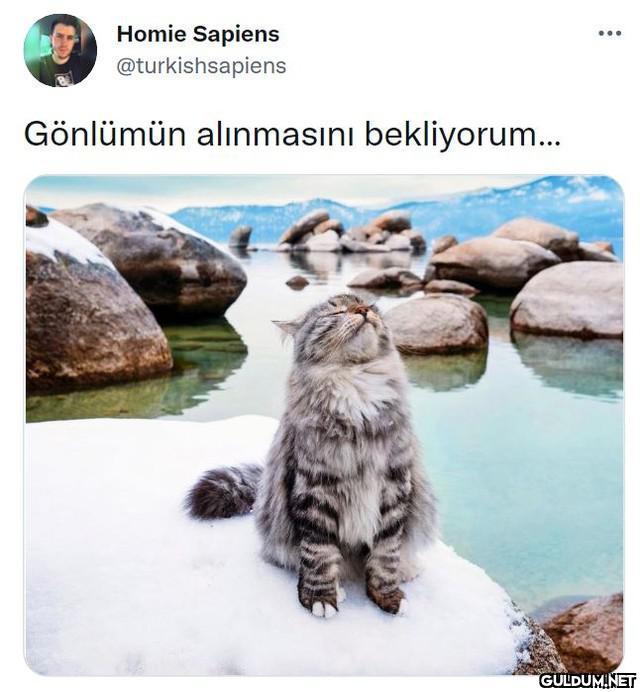 [📷 @sterlingsilvercat] ...