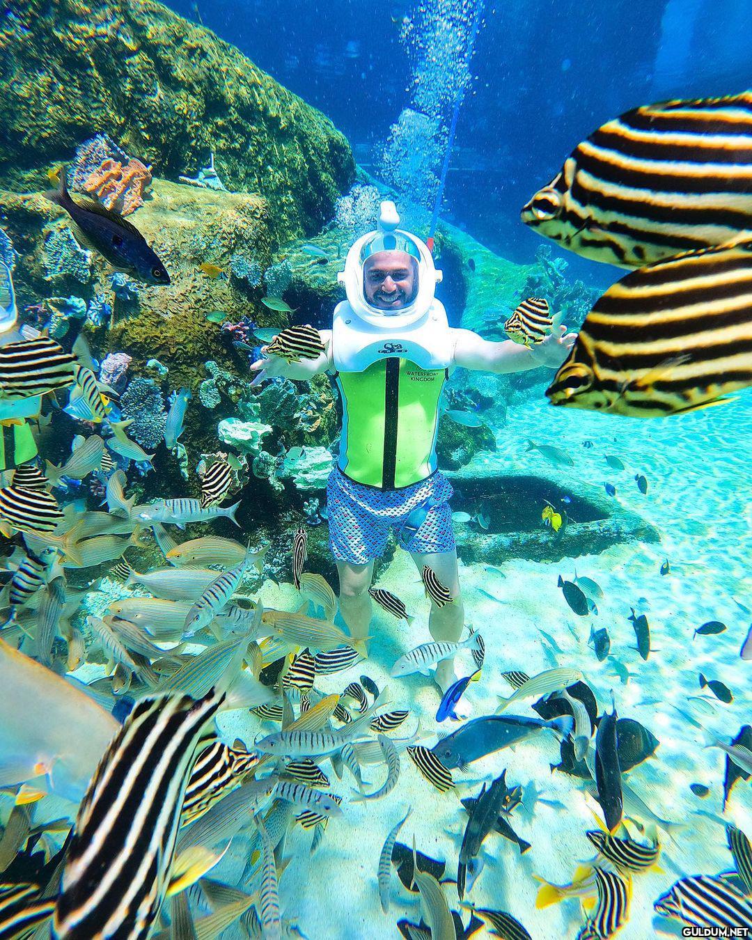 Şeymişim ben, Nemo🐡  Kaynak