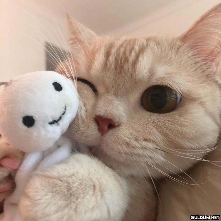 Günaydın 😊 [📸 橘猫沙梨Sally]  Kaynak